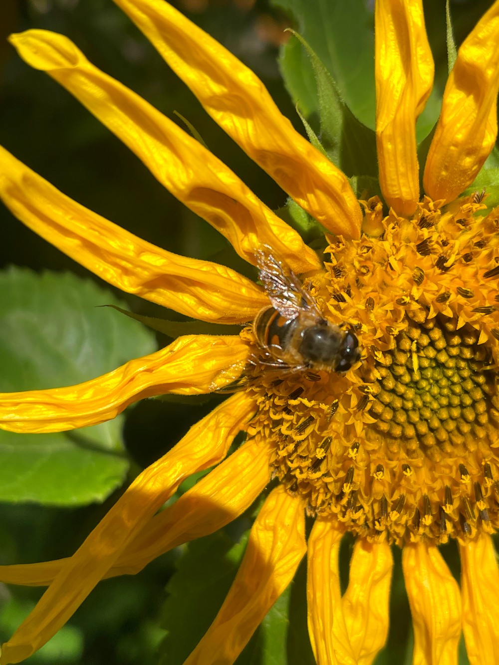 bee